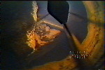 Video Still 4